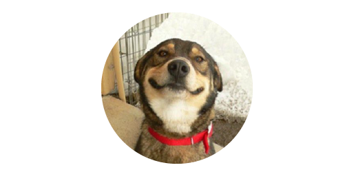 Milo the dog
